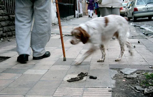 PERROS Y LA SUCIEDAD EN LAS VEREDAS DE PATAGONES