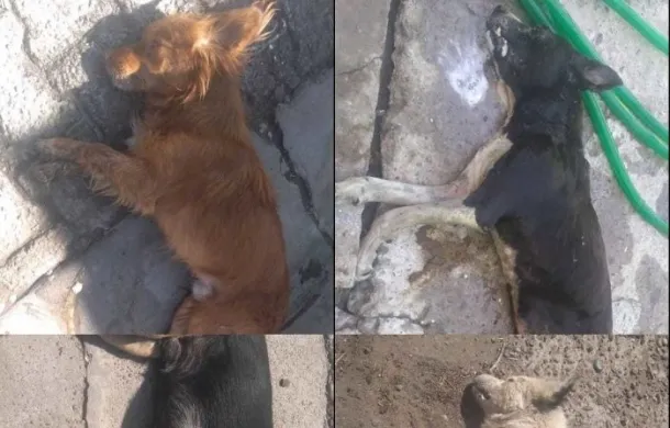 perros envenenados barrio eva peron