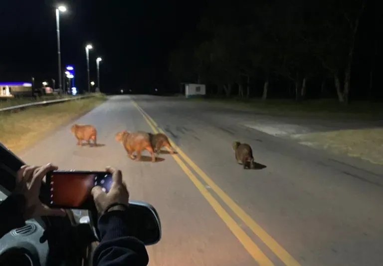 VILLALONGA CARPINCHOS