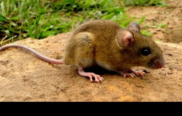 raton hantavirus