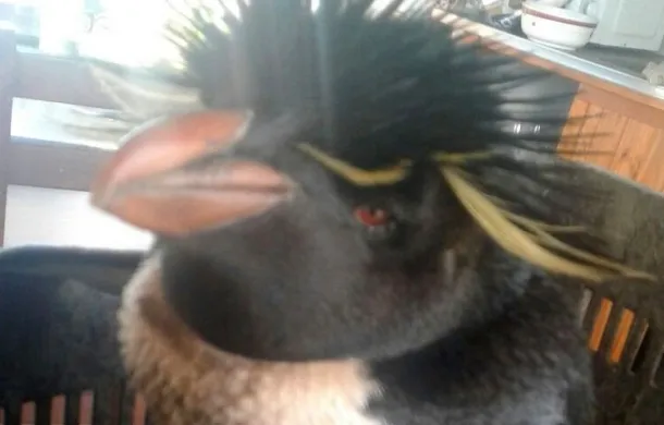 pinguino