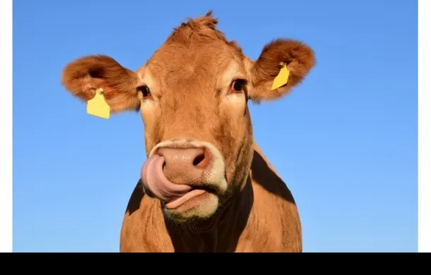 vaca