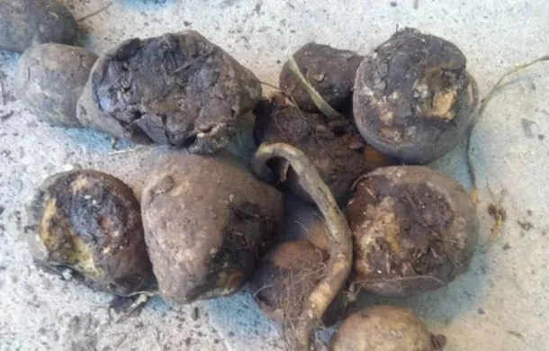 papas