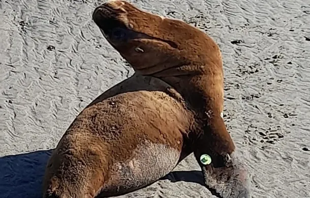lobo marino