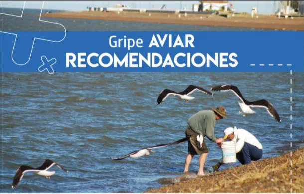 gripe aviar