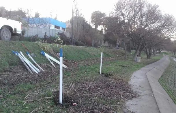 reforestacion costanera