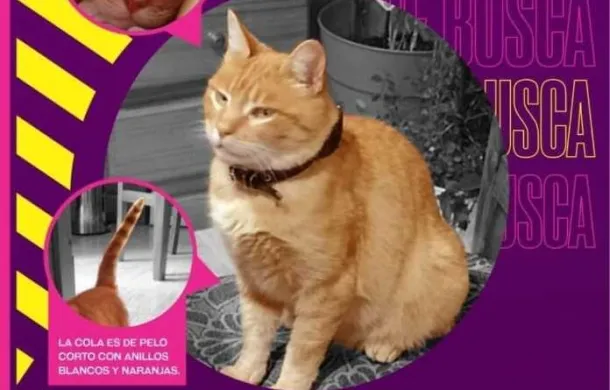 gatita