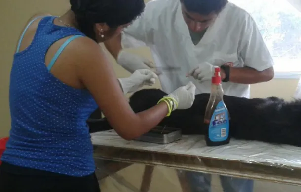 perros castracion