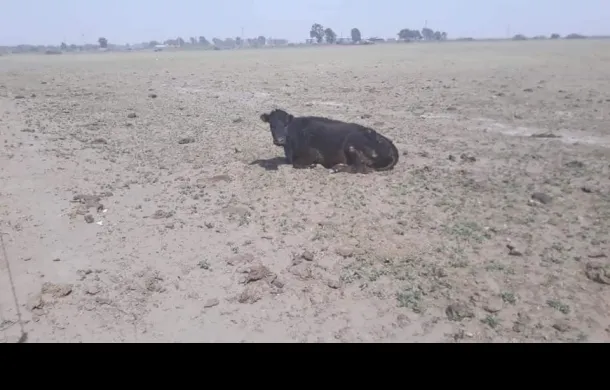 campo vacas sequia