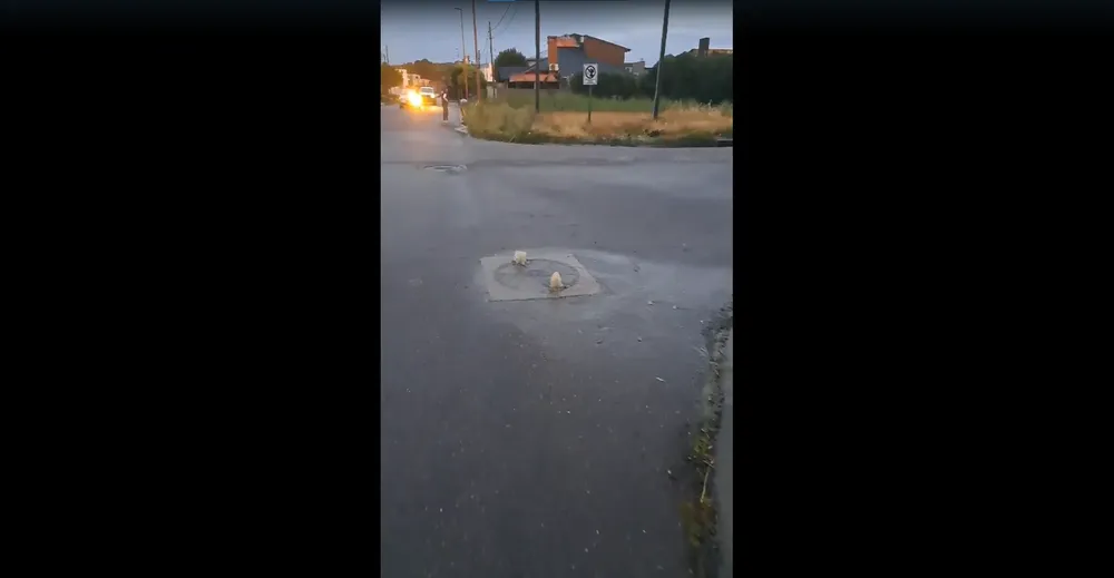 imagen_2025-11-12_103504893