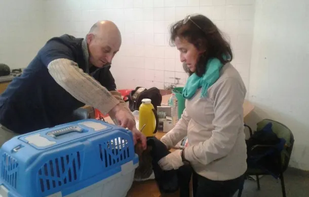 vacunación mascotas