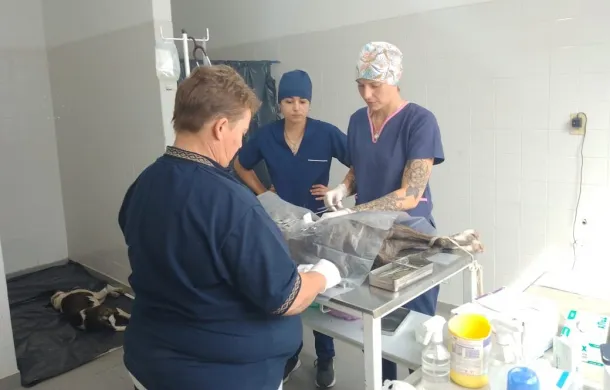 castracion stroeder