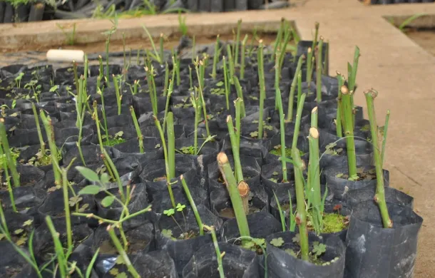 vivero
