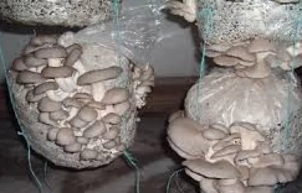 girgolas