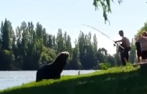lobo marino costanera