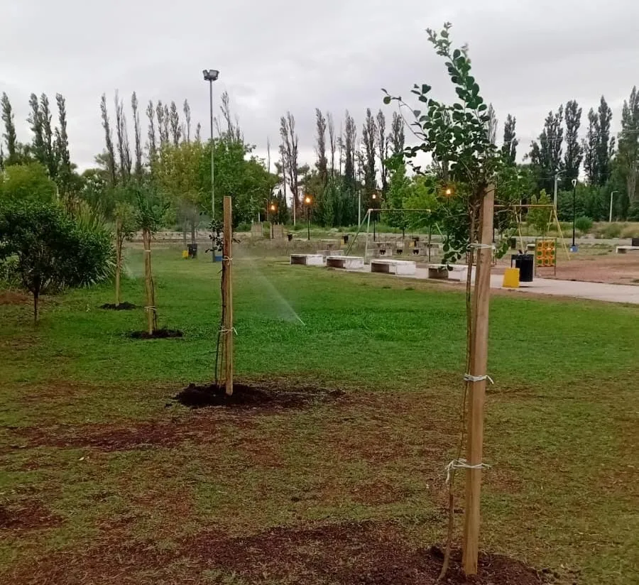 imagen_2026-02-10_112644505