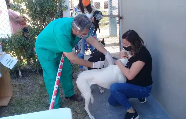 vacunacion antirrabica