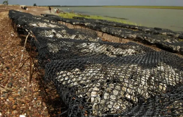 ostra