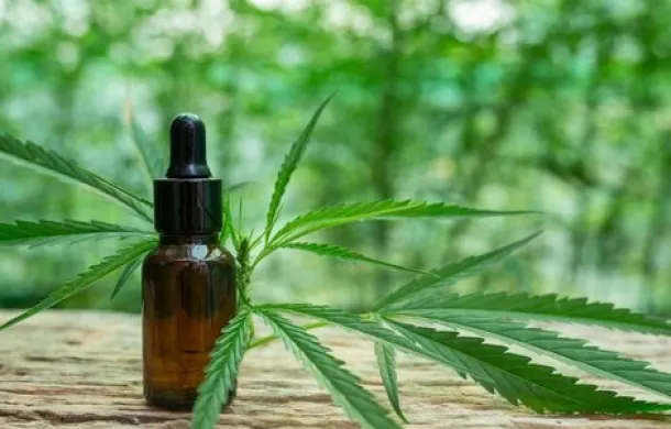 cannabis medicinal