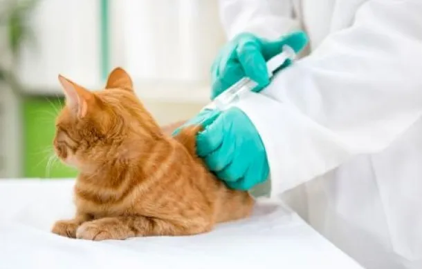 antirrabica vacunación