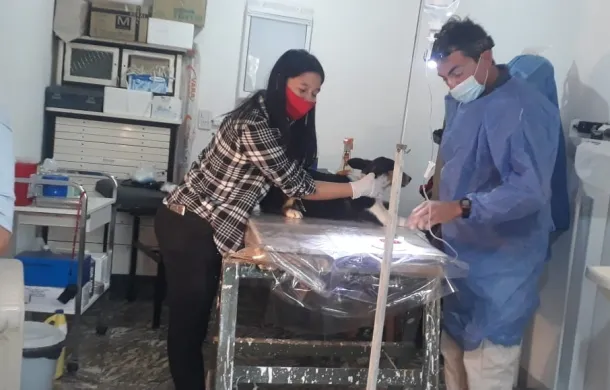 castracion