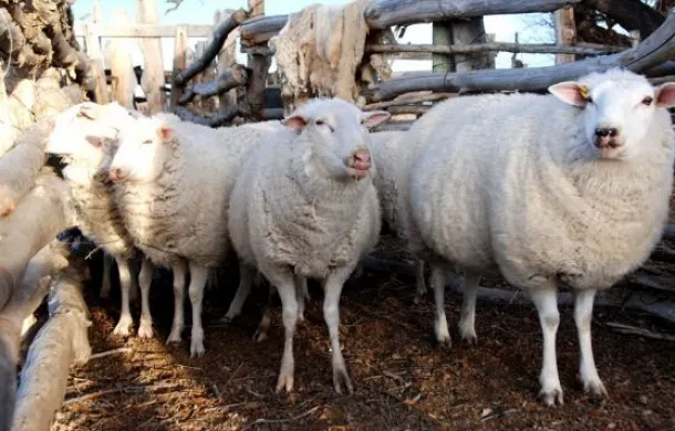 agricultura