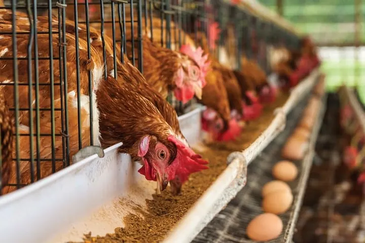 GALLINAS, AVICULTURA