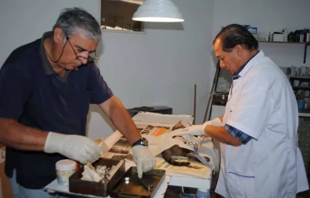 esterilizacion castracion mascotas