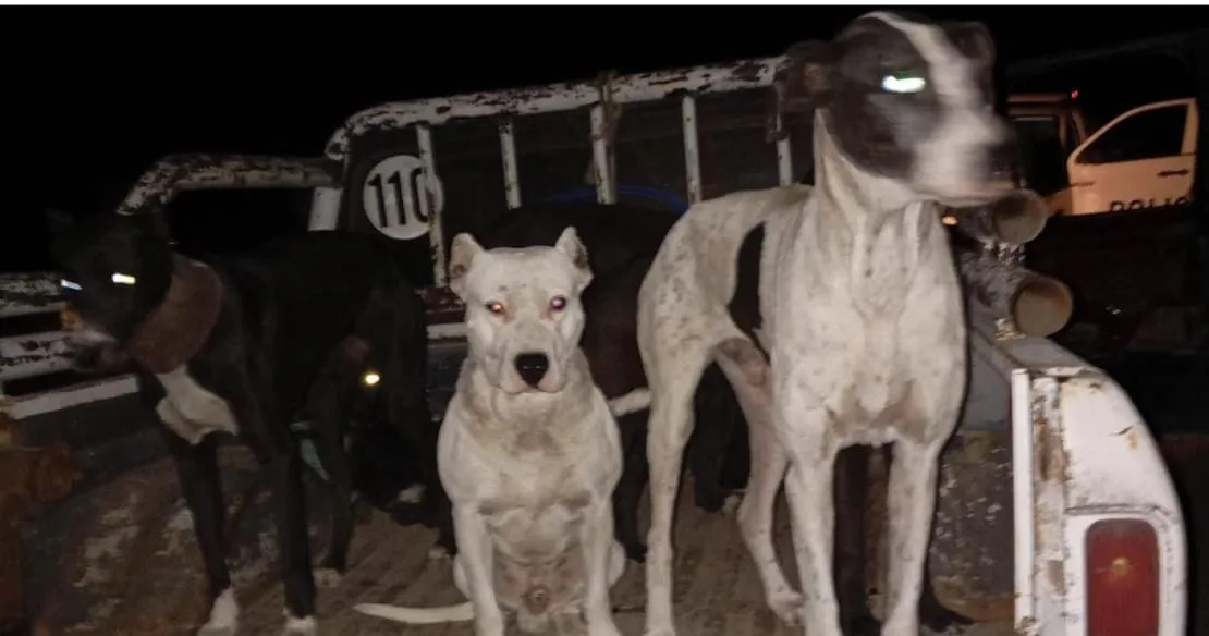 PERROS, CAZA FURTIVA