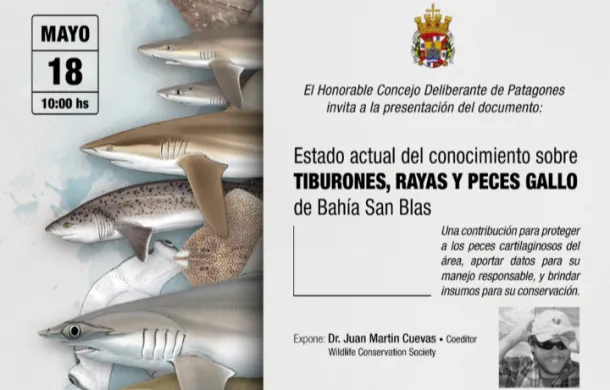 presentación tiburones
