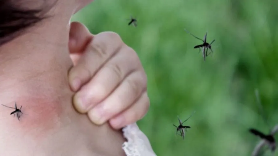 mosquitos