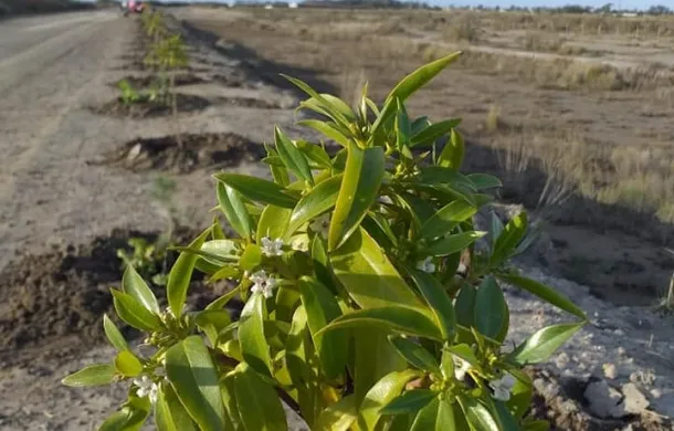 san blas ingreso acceso plantas arboles