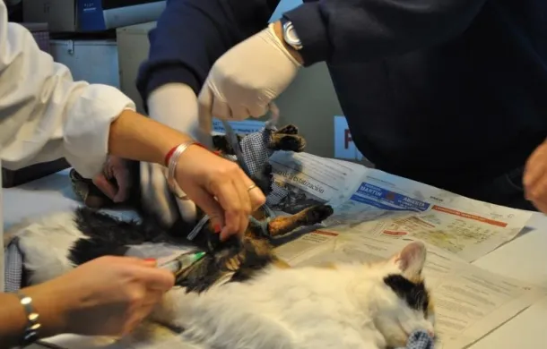 animales castracion