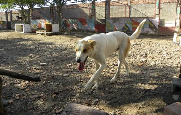 mascotas esterilizacion