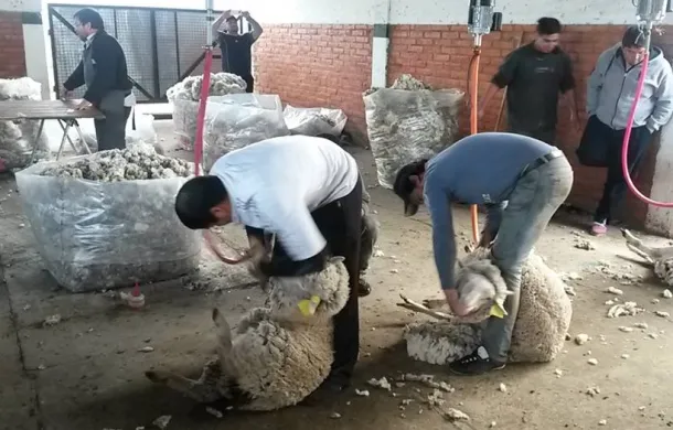 esquila