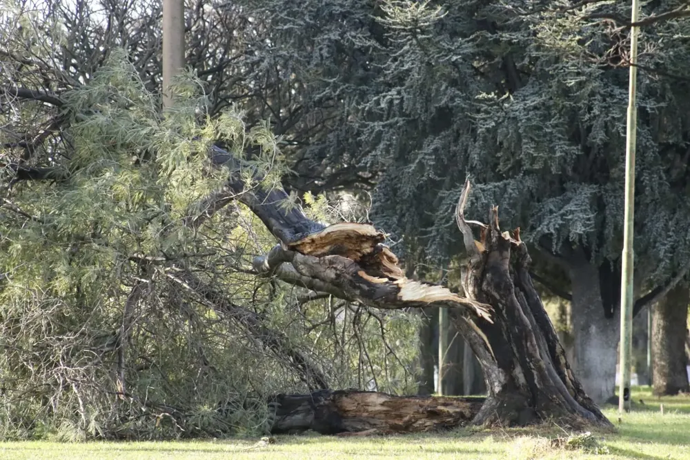 arbol caido, roto