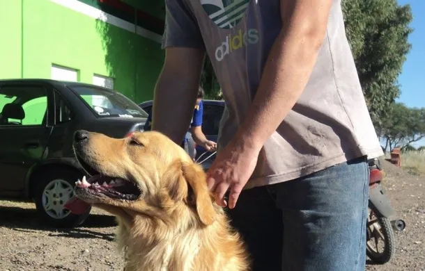 castracion mascotas san blas