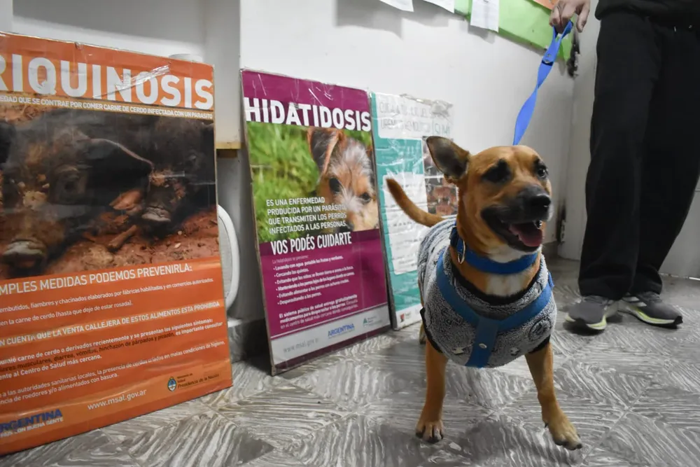 perro mascota vacunacion
