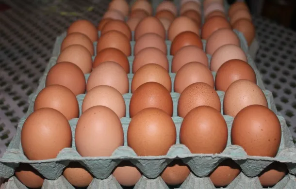 huevos