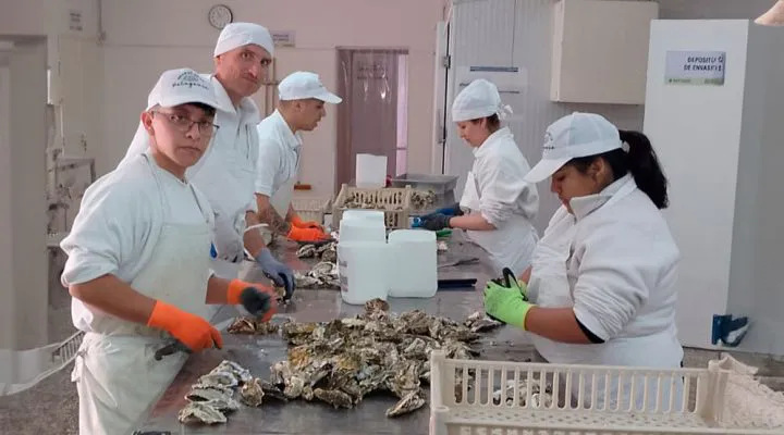 OSTRAS LOS POCITOS