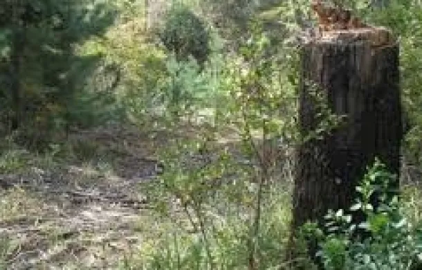 ilegal arboles tala