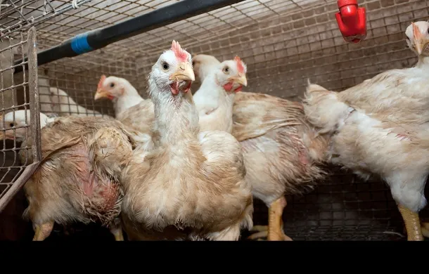 pollos gripe aviar