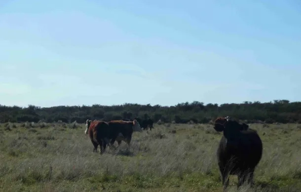 campo