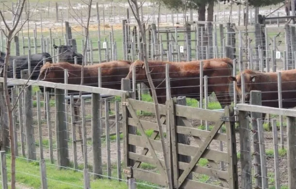 vacas corrales