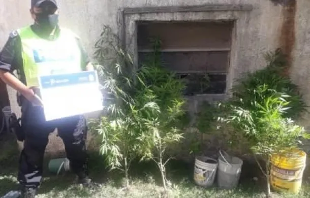 villalonga marihuana