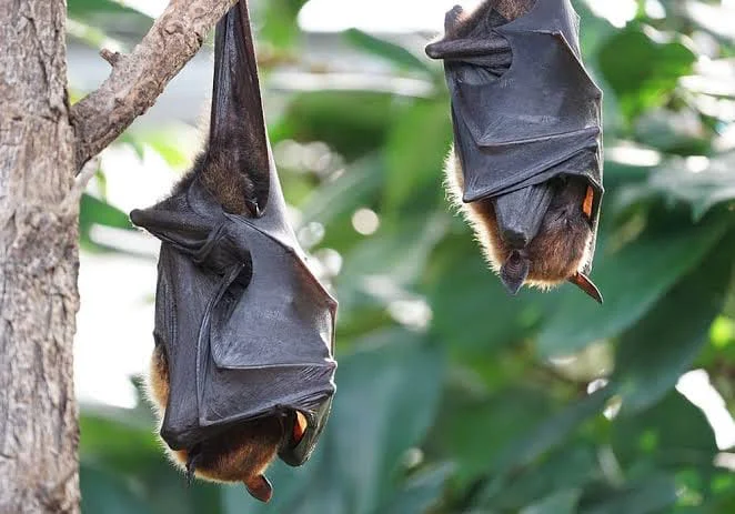 murcielagos