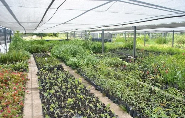 vivero