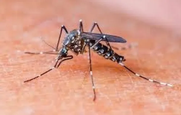 dengue