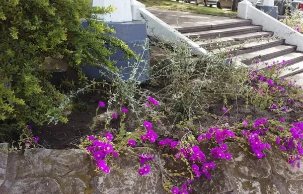 plantas vivero