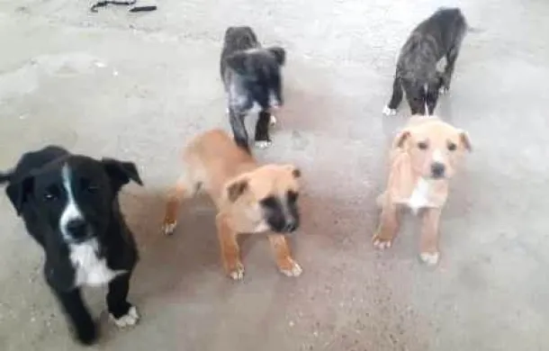 perros sueltos villalonga